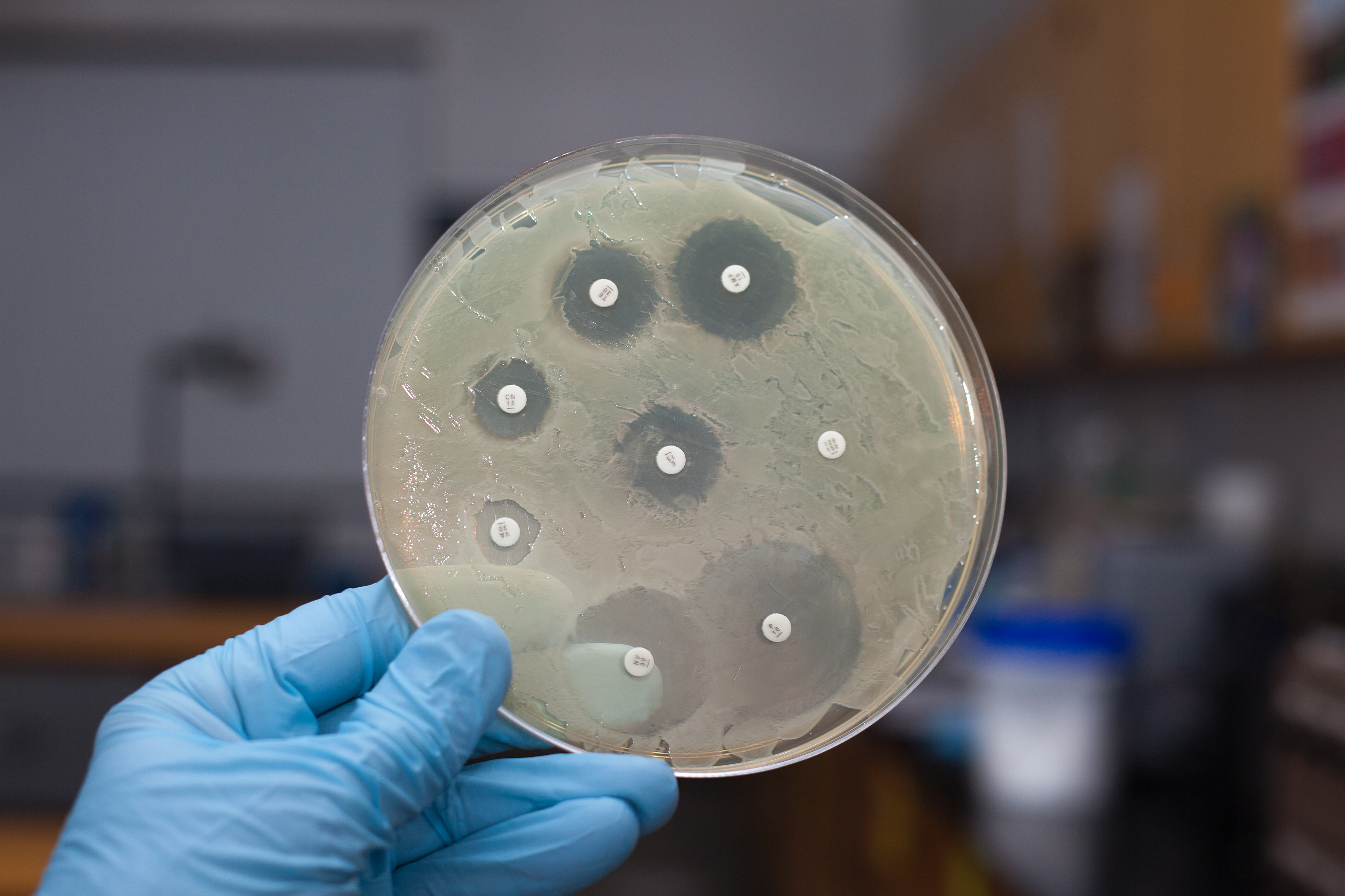 LpxH targeting antibiotics for Gram-negative bacteria