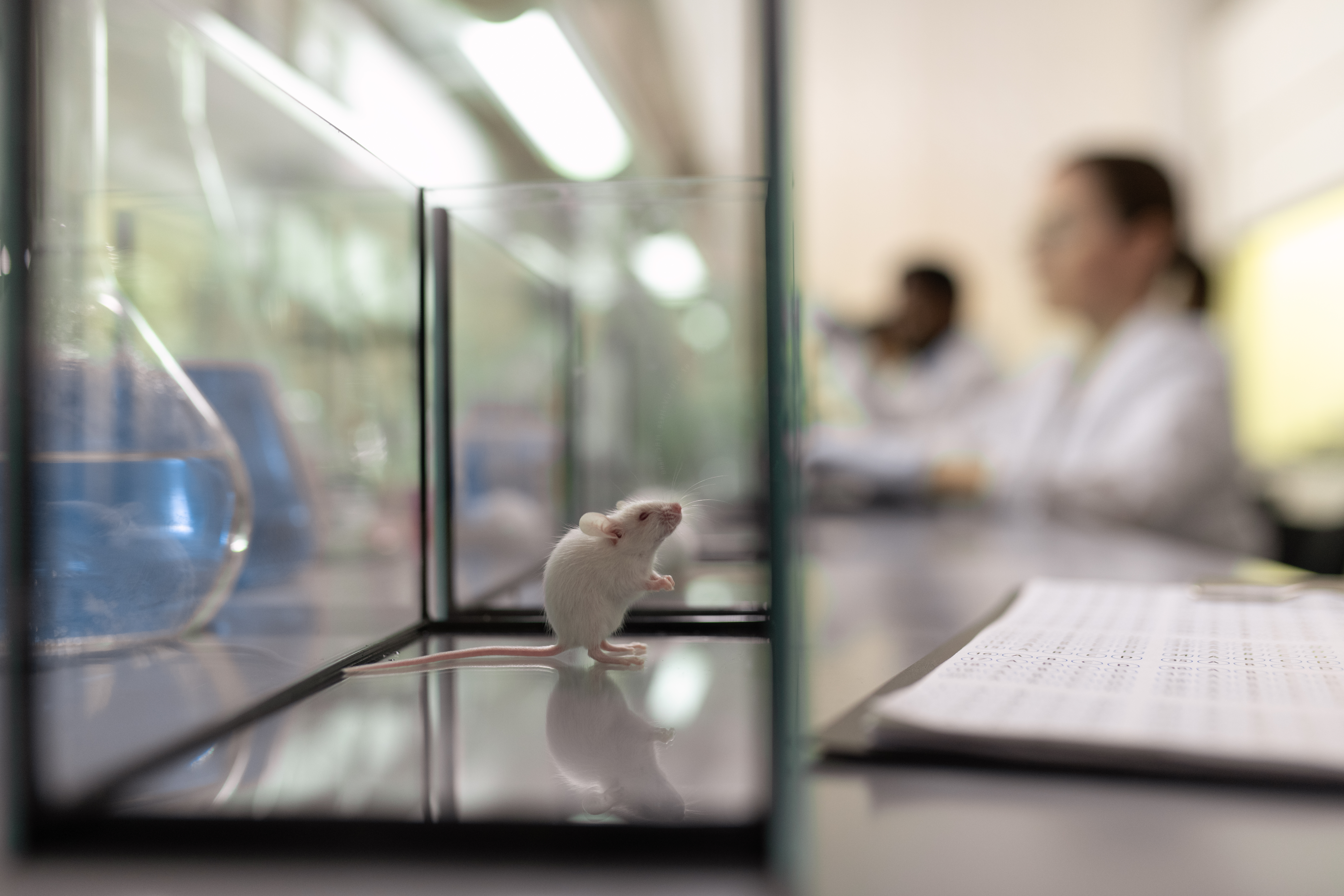 Transgenic mouse strains to investigate biased ghrelin receptor (GHSR1a) drug candidates