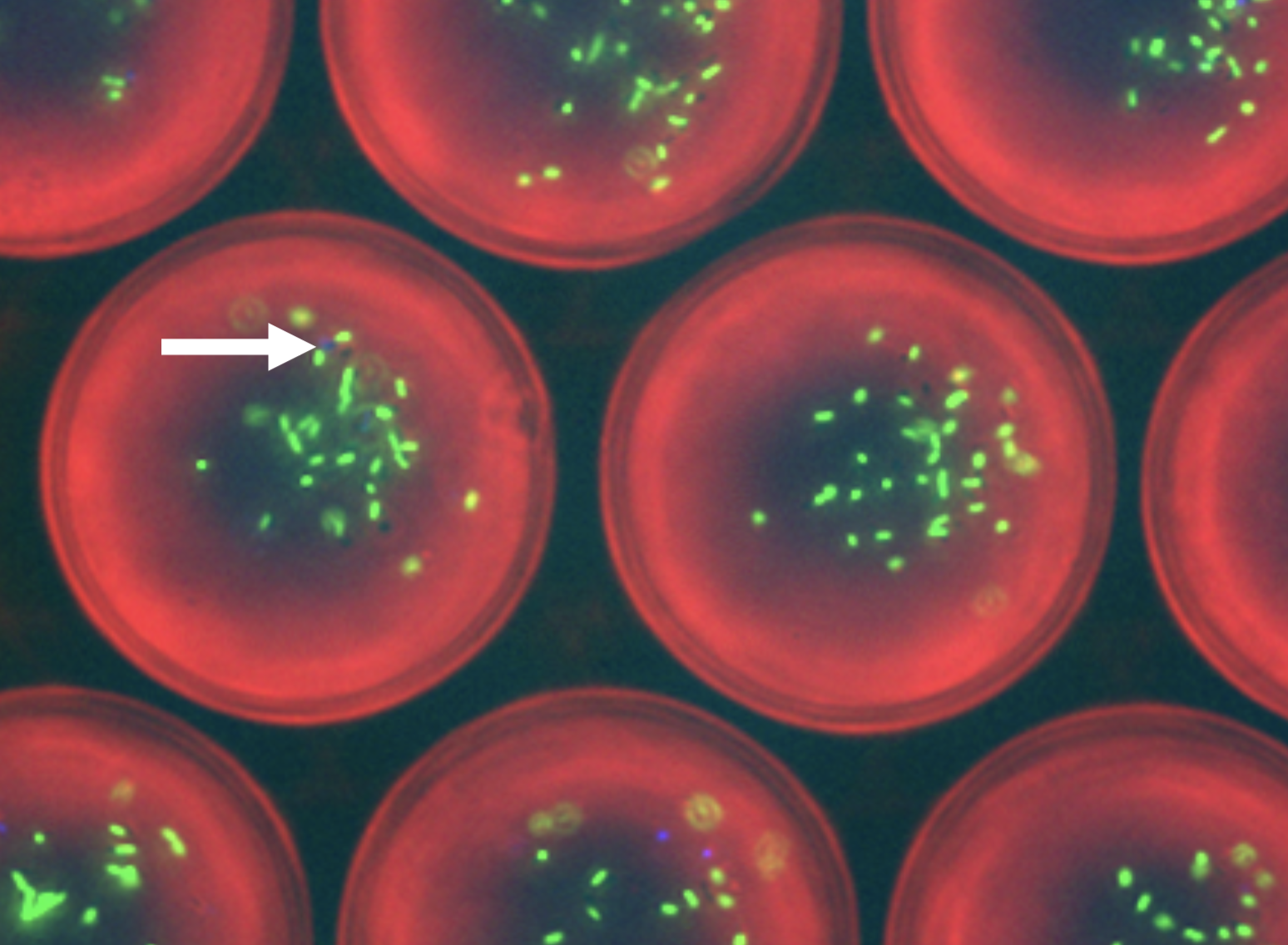 Bacteria encapsulated in droplets. (Source: inventor internal presentation)