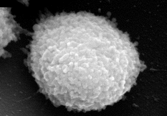 A scanning electron microscopy image of a single extracellular granule. Figure 2c from patent 10,245,319.