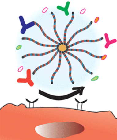 Cartoon depiction of a drug-loaded zwitterionic nanoparticle