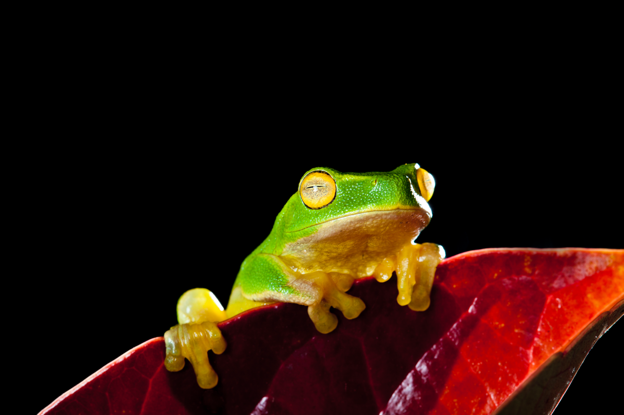 Green tree frog (source: Envato)